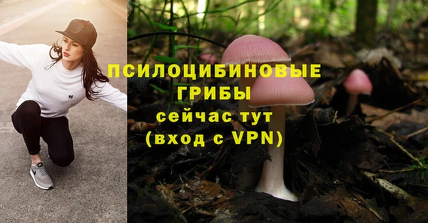 стаф Верея